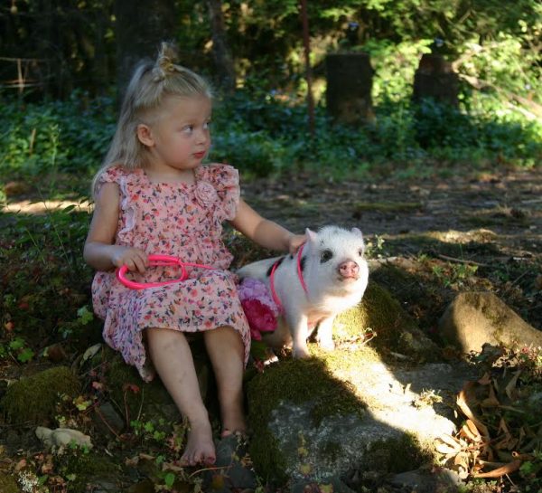 Miniature Pig Infinity Pet Harness/Leash TM Infinity Concept TM